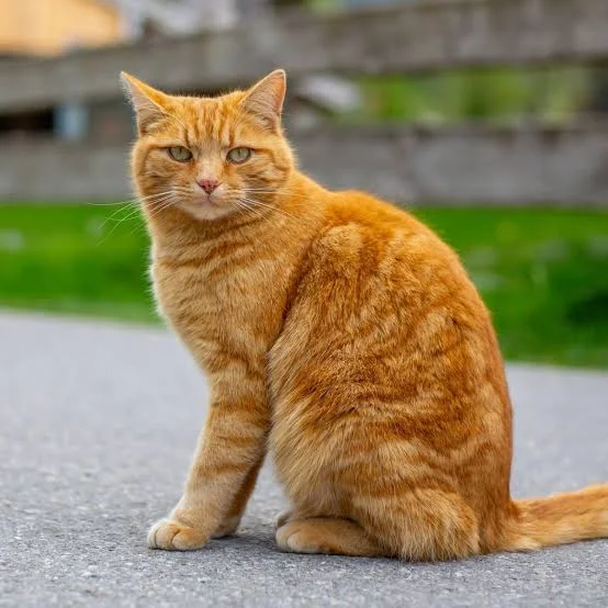 foto de gato
