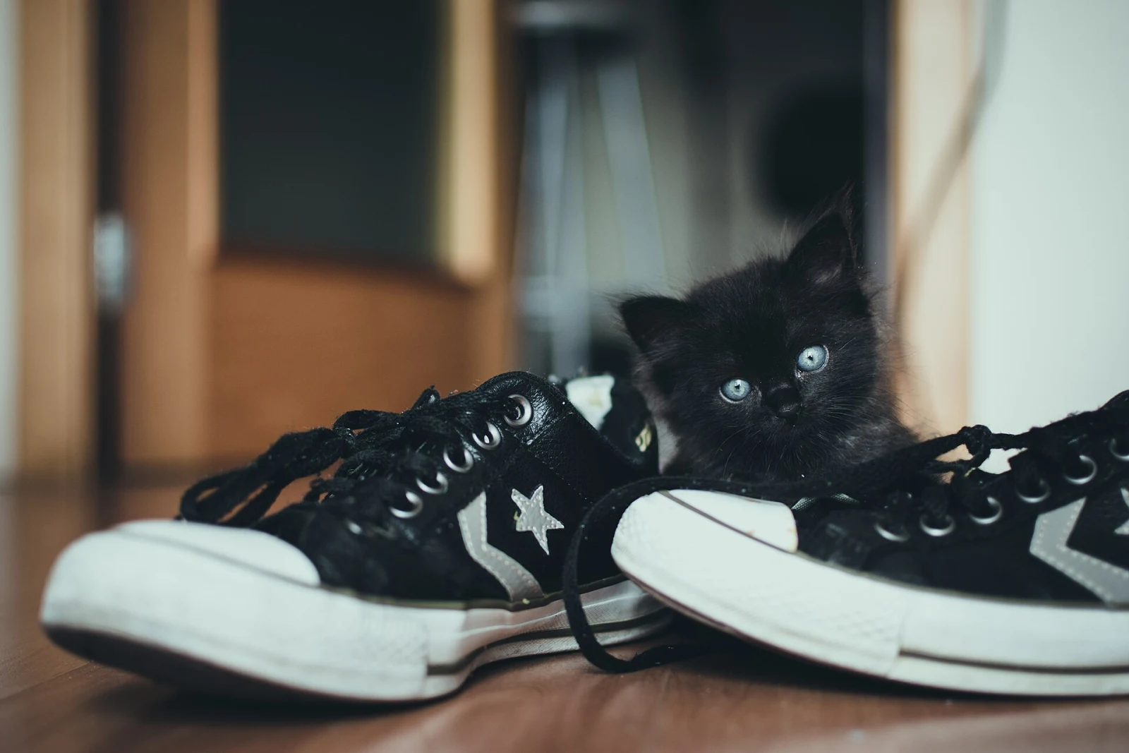 Zapatilla Clásica de Lona Negra