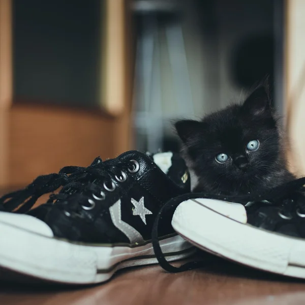 Zapatilla Clásica de Lona Negra